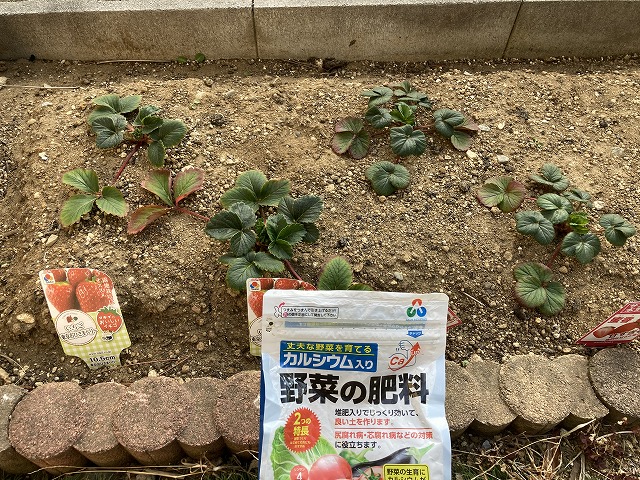 イチゴ(東京おひさまベリーと蜜香) 3月2日