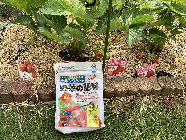 イチゴ(東京おひさまベリーと蜜香) 5月5日
