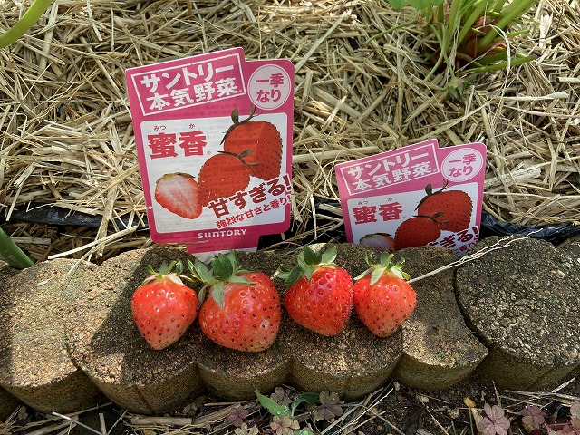 イチゴ(東京おひさまベリーと蜜香) 5月11日