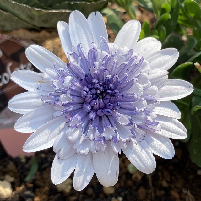 オステオスペルマム 3D シルバー 特徴 育て方 花言葉 地植え 夏越し 冬越し 一年草 多年草 宿根草