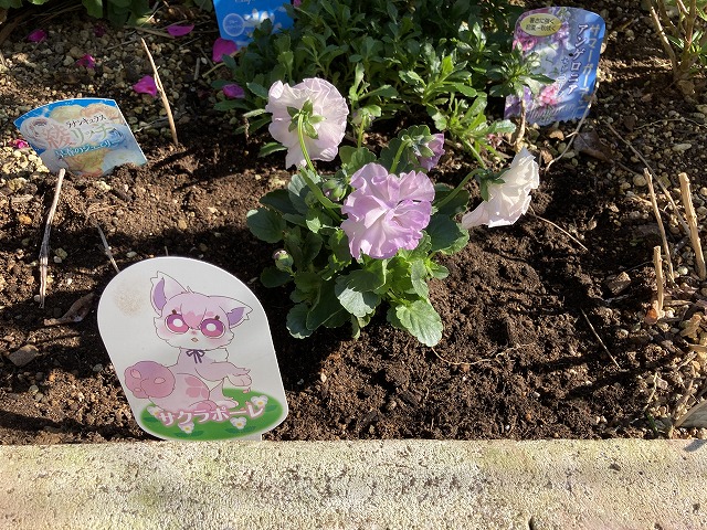 ビオラ「サクラポーレ」　植え付け　12月３日