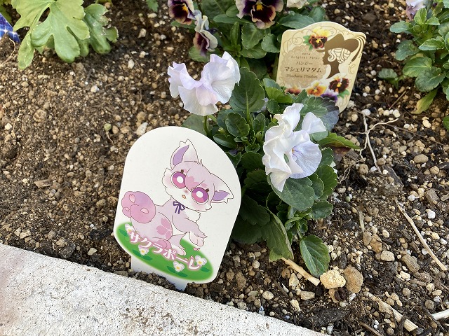 ビオラ「サクラポーレ」　１月28日