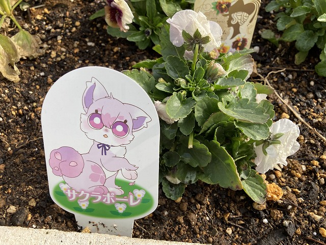 ビオラ「サクラポーレ」　２月16日