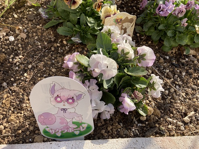 ビオラ「サクラポーレ」　３月２日