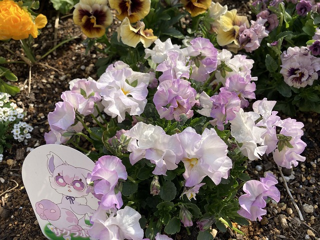 ビオラ「サクラポーレ」　３月25日