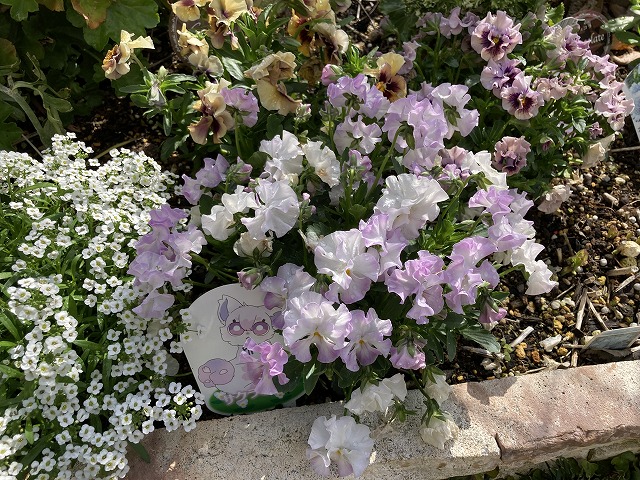 ビオラ「サクラポーレ」　４月15日