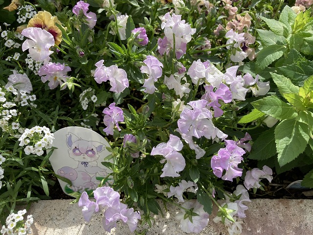 ビオラ「サクラポーレ」　５月11日