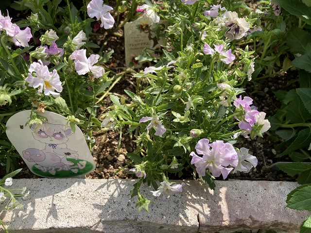 ビオラ「サクラポーレ」　５月20日