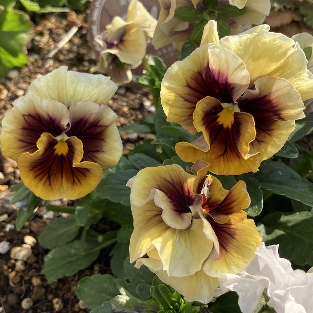 パンジー　マシェリマダム　苗　特徴　育て方　一年草　花言葉　うえた園芸　うえたパンジー