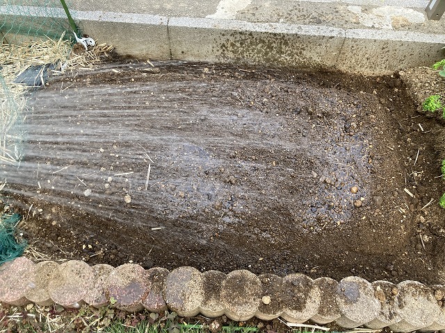 水やりをして、マルチを張る 5月5日