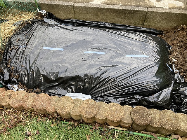 水やりをして、マルチを張る 5月5日