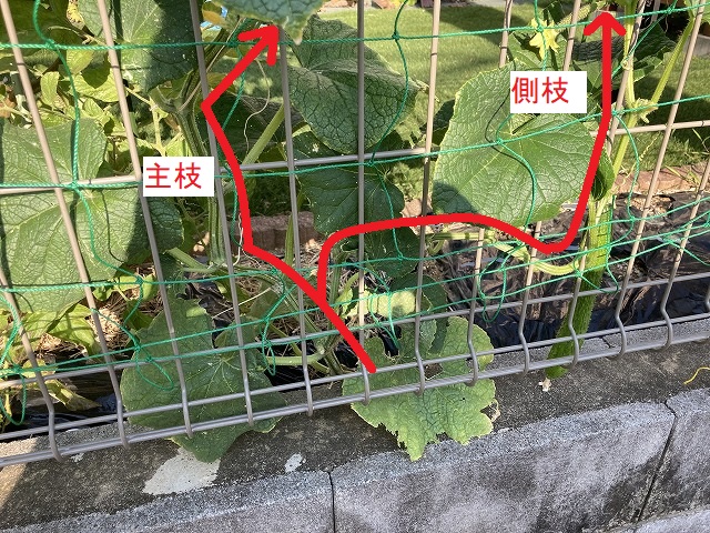 キュウリ「シャキット」 7月26日と7月28日