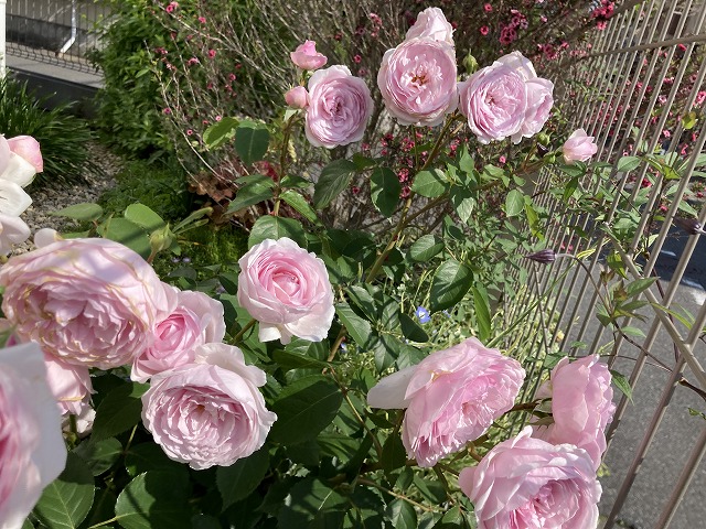 オリビアローズオースチン 5月の開花の様子