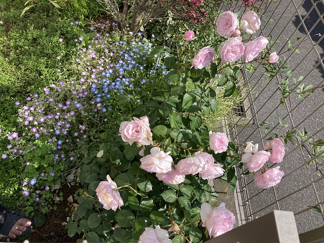 オリビアローズオースチン 5月の開花の様子