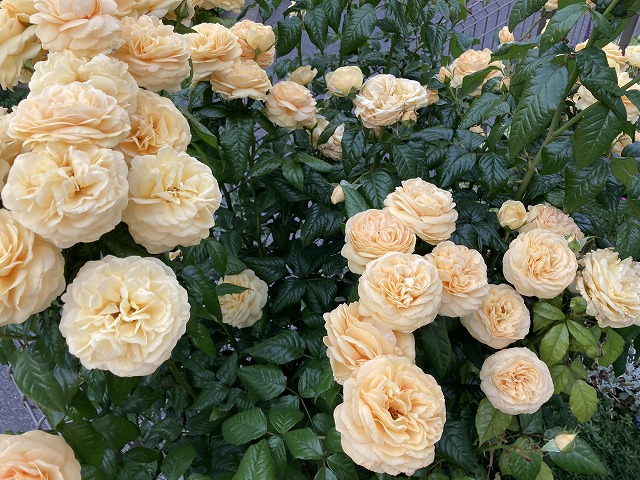 ティップントップ 5月の開花
