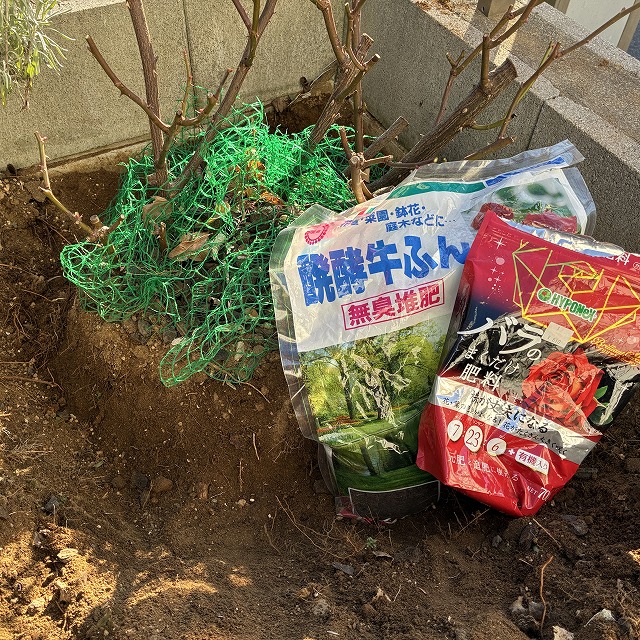 バラ　冬　剪定　誘引　寒肥　夏の花　秋の花　オリビアローズオースチン　ビブレバカンス　ティップントップ　葉っぱ　初心者　ブログ