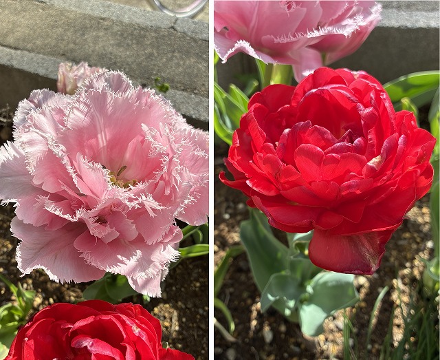 チューリップ 特徴 育て方 花言葉 季節 球根 植えっぱなし 花が終わったら 保存 品種 そのまま 一重咲き 八重咲き