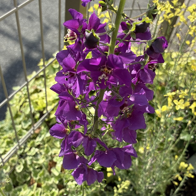 バーバスカム ビオレッタ 特徴 育て方 花言葉 多年草 宿根草 夏越し 冬越し 種類 切り戻し