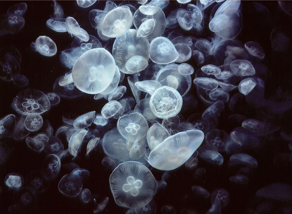 f:id:an666:20210330191758j:plain