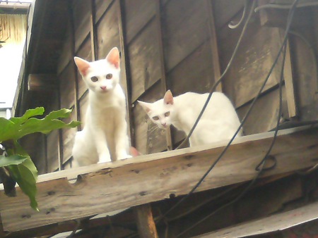 f:id:an_dan_go:20070919112626j:image