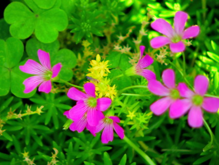 f:id:an_dan_go:20120617232532j:image f:id:an_dan_go:20120617232532j:image