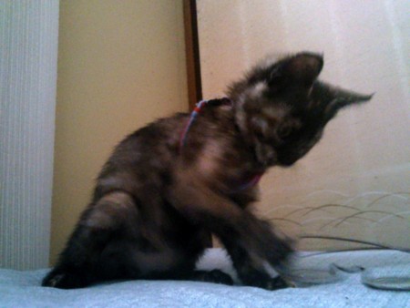 f:id:an_dan_go:20130627001645j:image