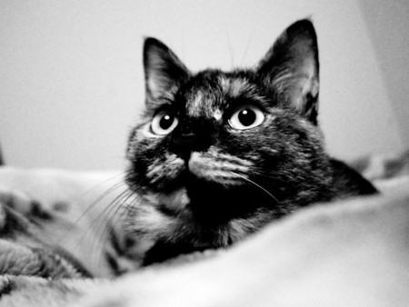 f:id:an_dan_go:20131111212252j:image