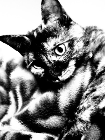 f:id:an_dan_go:20131121221025j:image