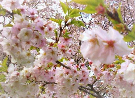 f:id:an_dan_go:20140413222054j:image