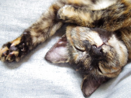 f:id:an_dan_go:20140416222731j:image