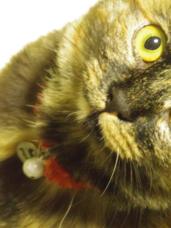 f:id:an_dan_go:20140416222741j:image