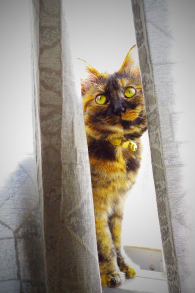 f:id:an_dan_go:20141219220031j:image:w450