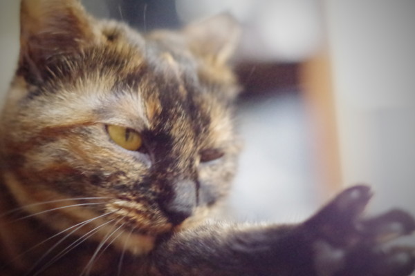 f:id:an_dan_go:20141219220213j:image:w450