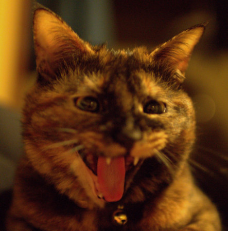f:id:an_dan_go:20150428232929j:image