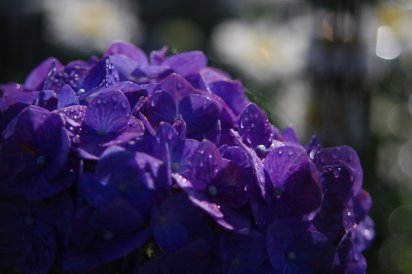 f:id:an_dan_go:20160629214528j:image:w450