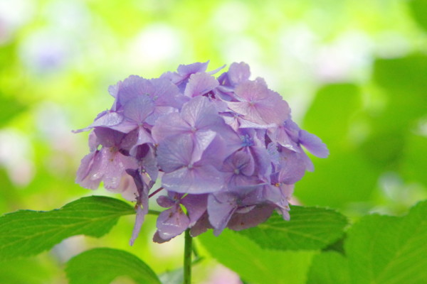f:id:an_dan_go:20160629222902j:image