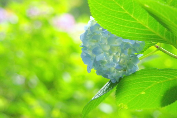 f:id:an_dan_go:20160629222903j:image