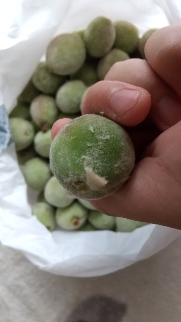 f:id:an_ordinary_blogger:20210617212317j:image