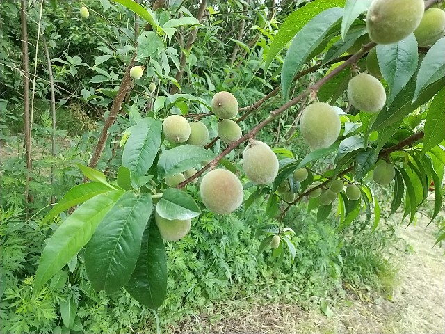 f:id:an_ordinary_blogger:20210617212439j:image