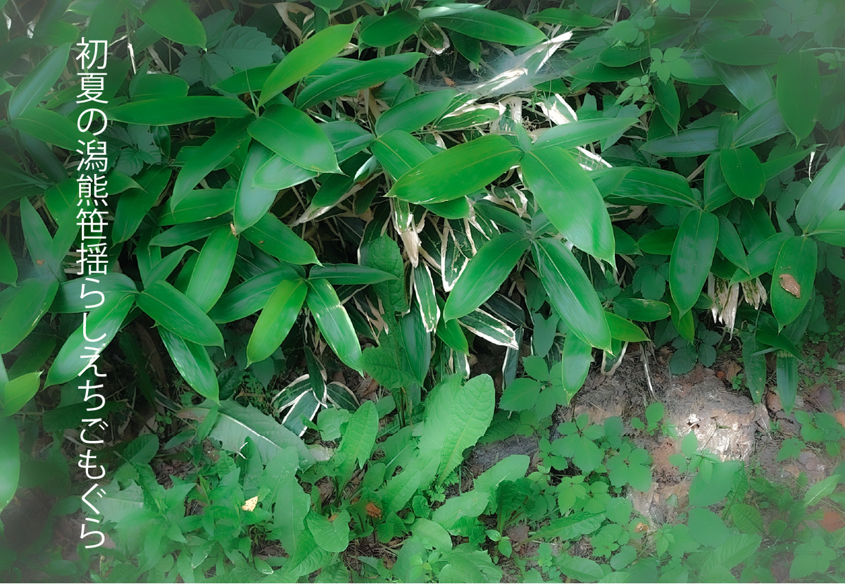 俳句「初夏の潟熊笹揺らしえちごもぐら」