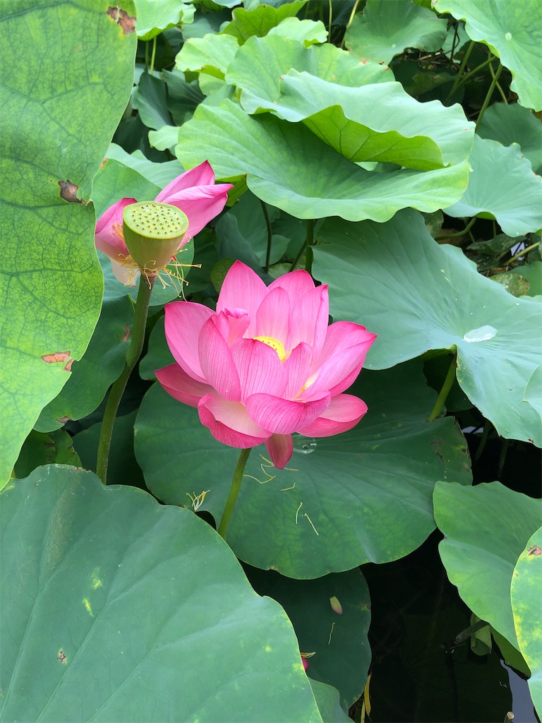 f:id:ana_mile_totochan:20200214131037j:image f:id:ana_mile_totochan:20200214131037j:image