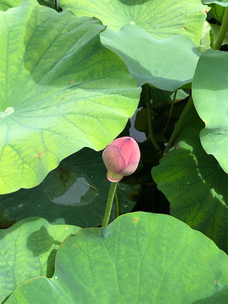 f:id:ana_mile_totochan:20200214131041j:image f:id:ana_mile_totochan:20200214131041j:image