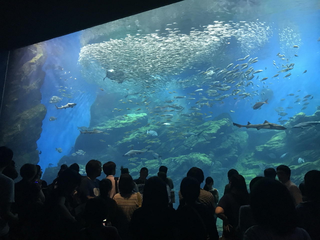 仙台うみの杜水族館の巨大水槽（マイワシの躍動感溢れる群れの泳ぎ）