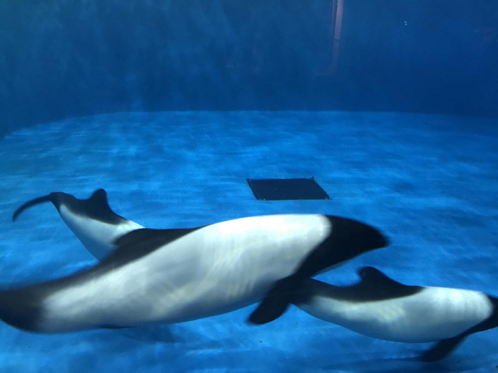 仙台うみの杜水族館で飼育されるイロワケイルカ