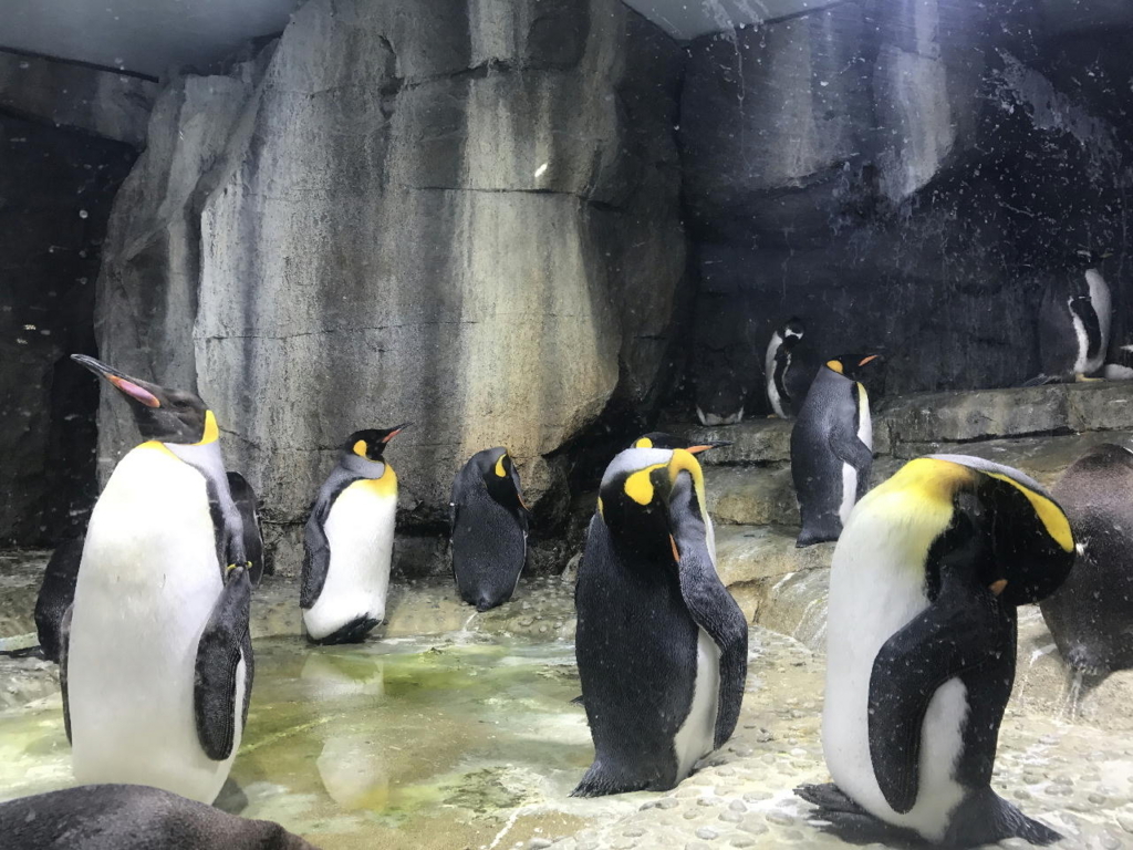 仙台うみの杜水族館で飼育されるペンギン