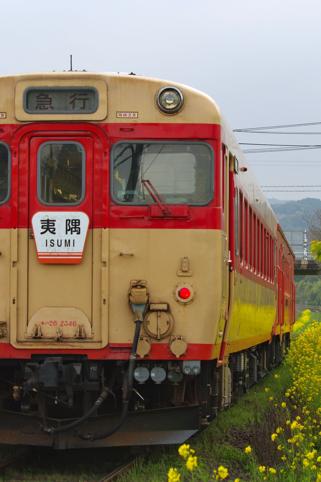 いすみ鉄道撮影記 ５ キハ52 キハ28 菜の花に包まれた小駅にて 梟の島 叙情的叙景詩