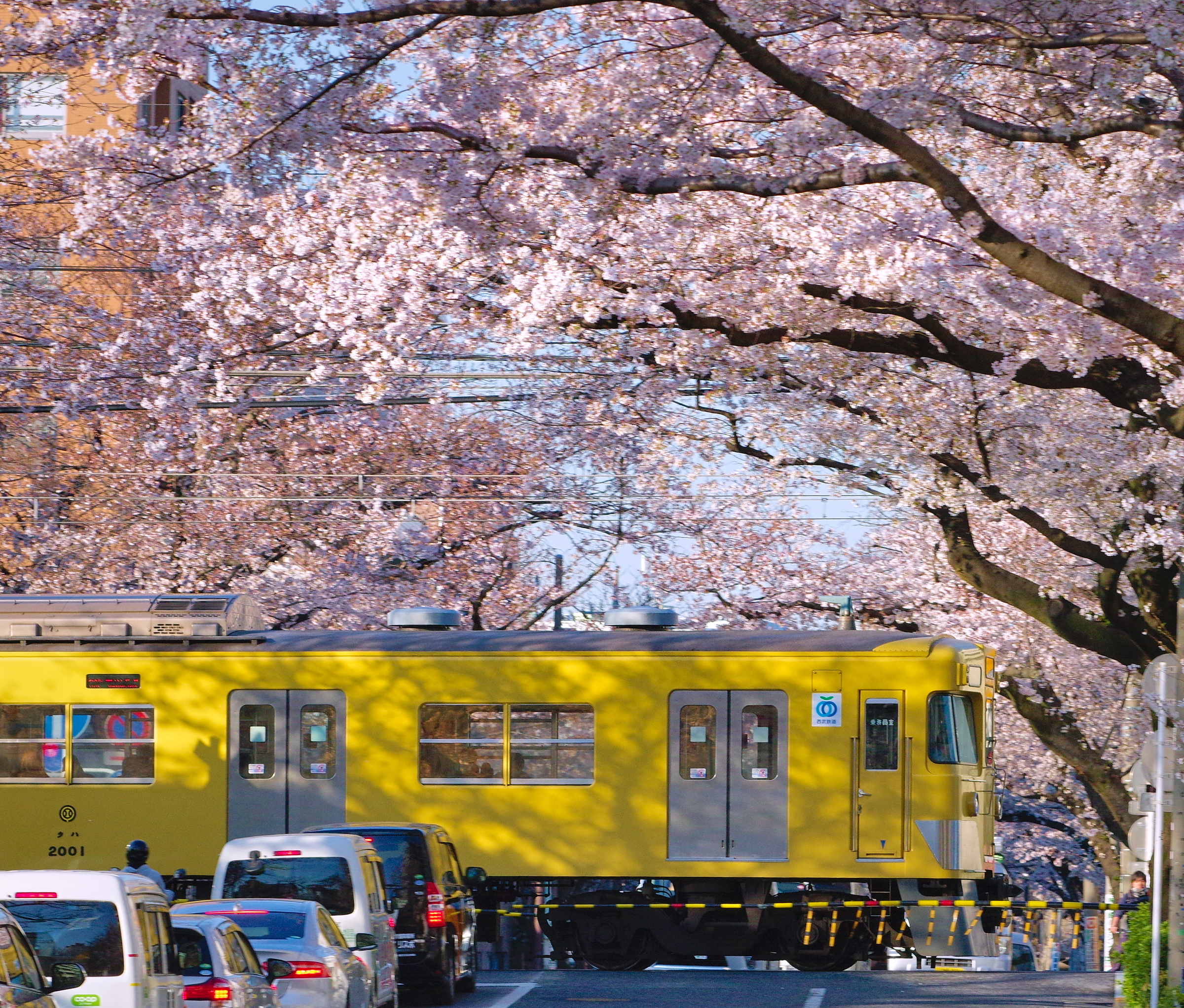 ワニの死と桜の叙情的叙景詩 春と日常への想い 梟の島 叙情的叙景詩