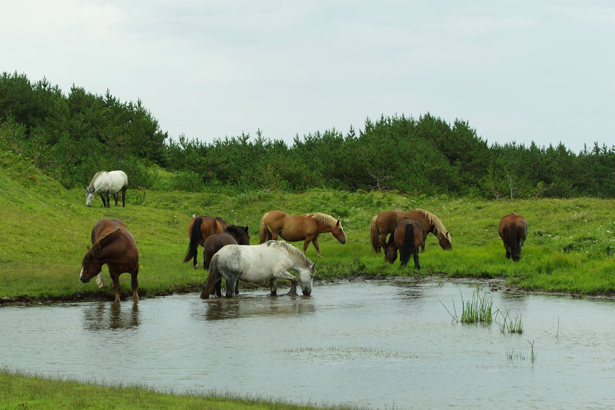 f:id:anachro-fukurou:20200614175149j:plain