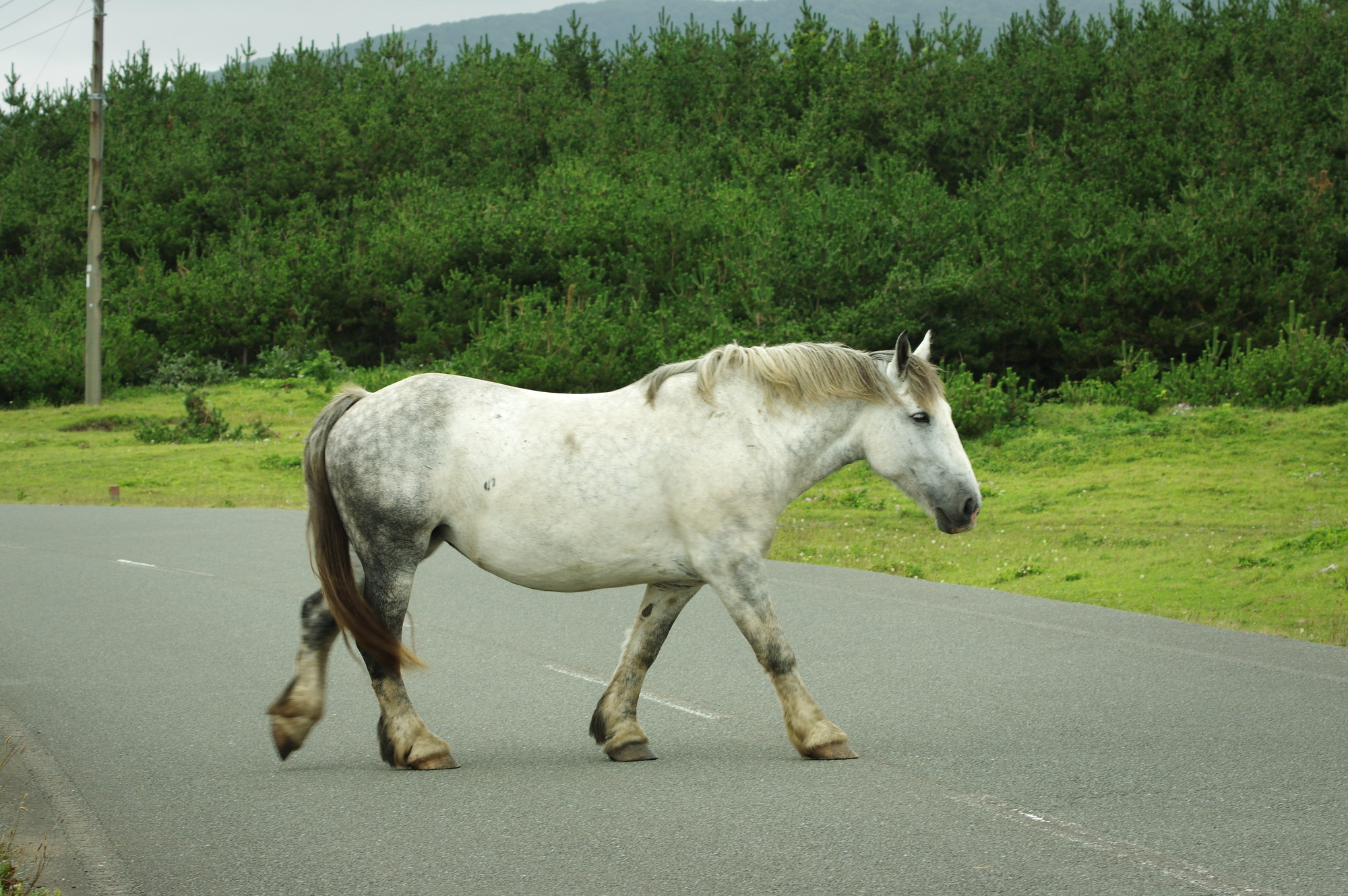 f:id:anachro-fukurou:20200614175304j:plain