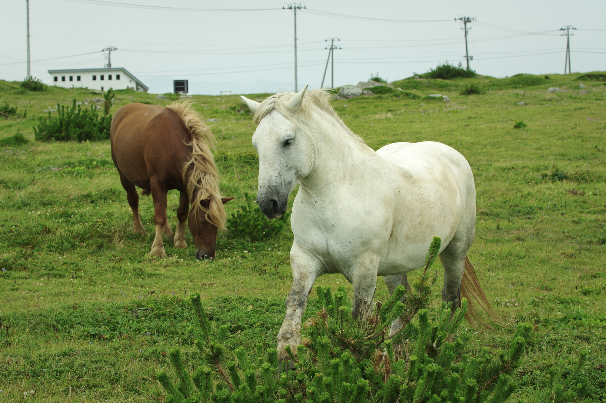 f:id:anachro-fukurou:20200614175309j:plain